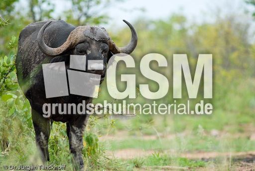 Afrikanischer Büffel (92 von 102).jpg